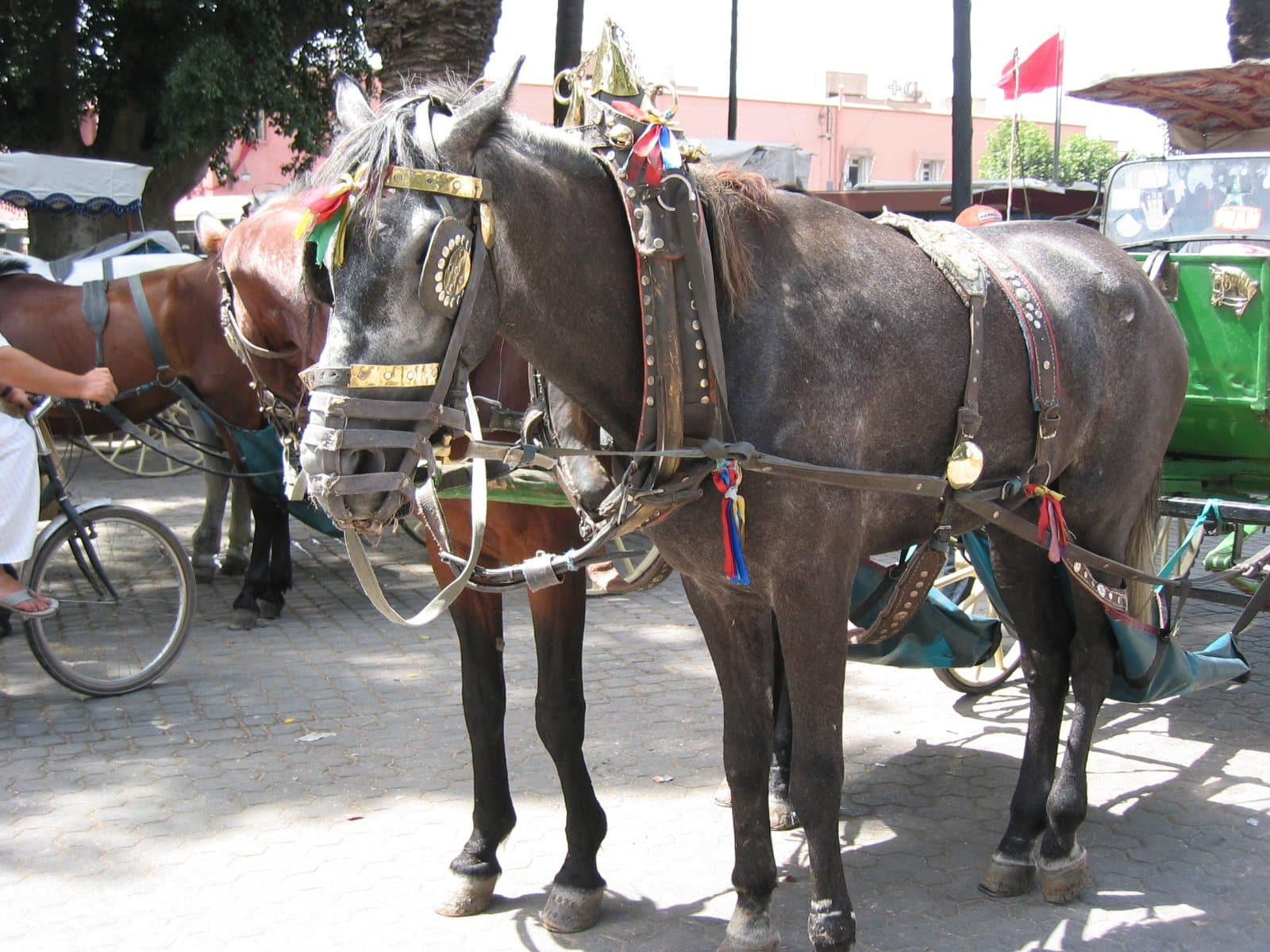 A dark horse in decorated harness waiting with its green calèche at a carriage stand in Marrakech.
