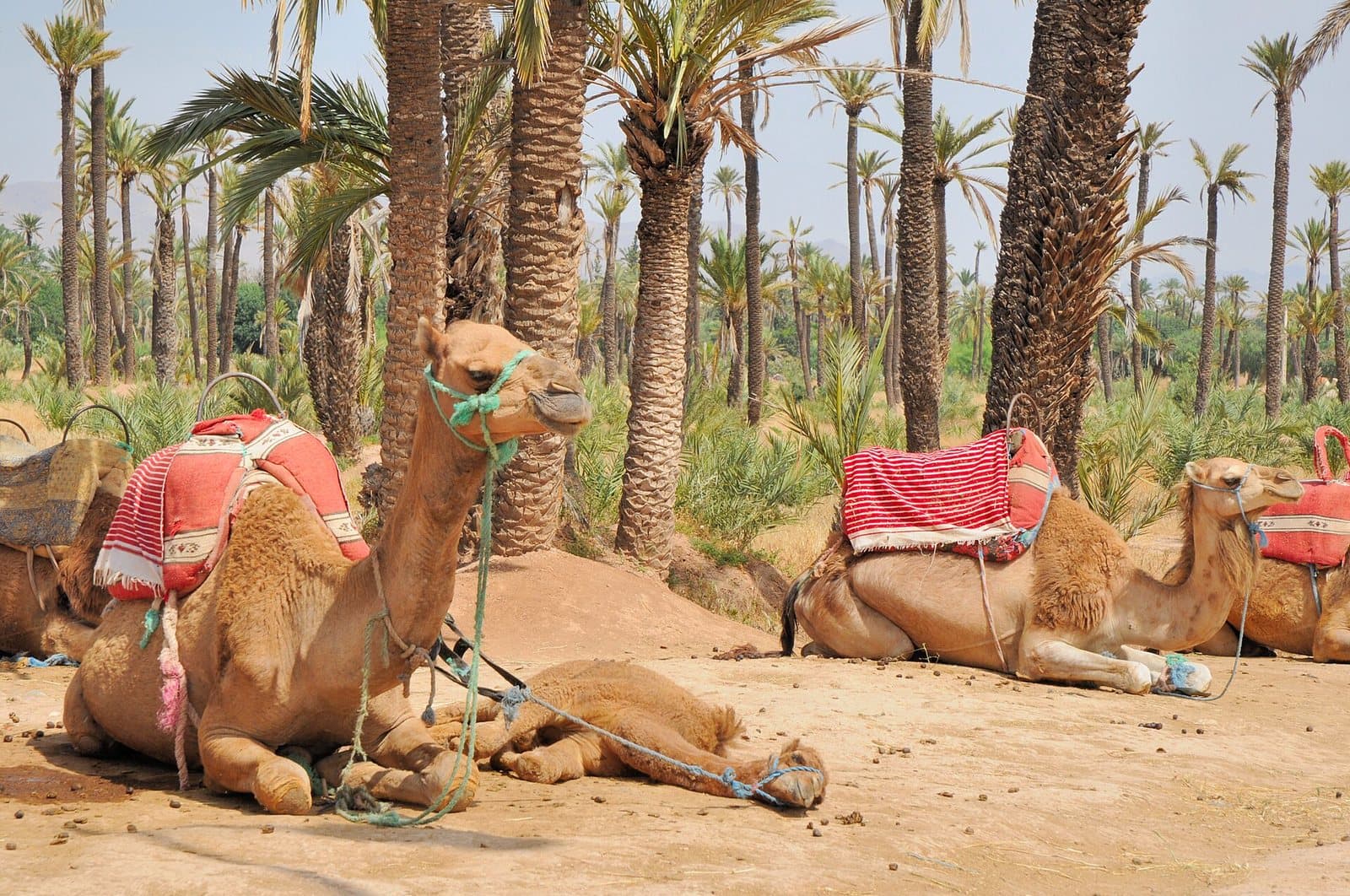 Saddled camels with red and white blankets resting on the sand under tall date palms in the Marrakech Palmeraie.