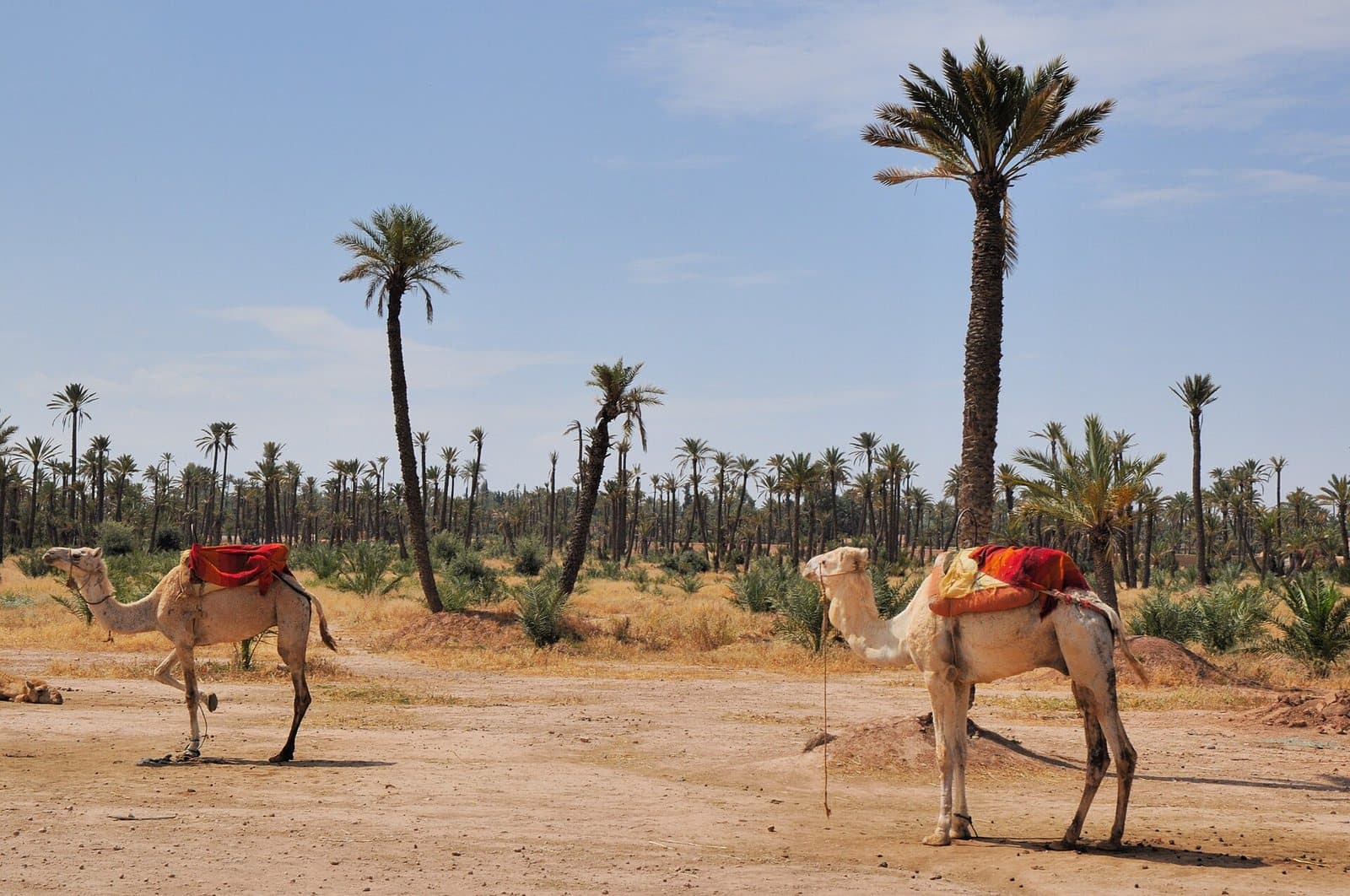 Two saddled camels standing on open ground among scattered date palms in the Marrakech Palmeraie under a blue sky.