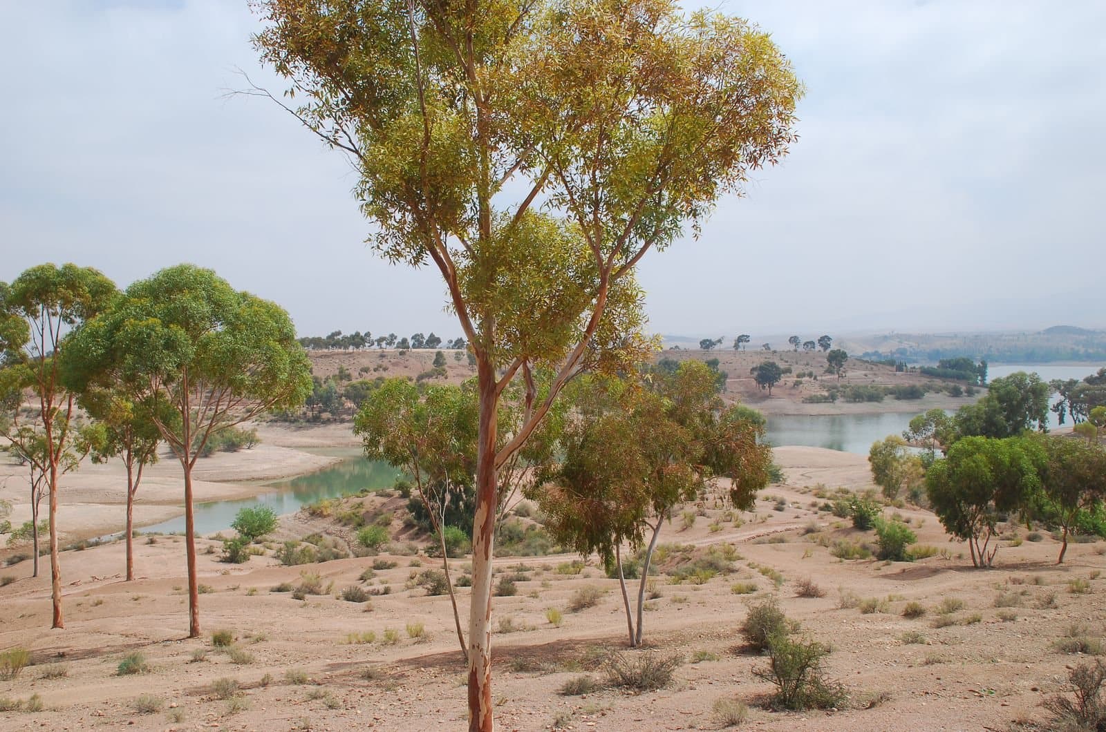 Eucalyptus trees on dry, sandy slopes above the blue water of the Lalla Takerkoust lake south of Marrakech.