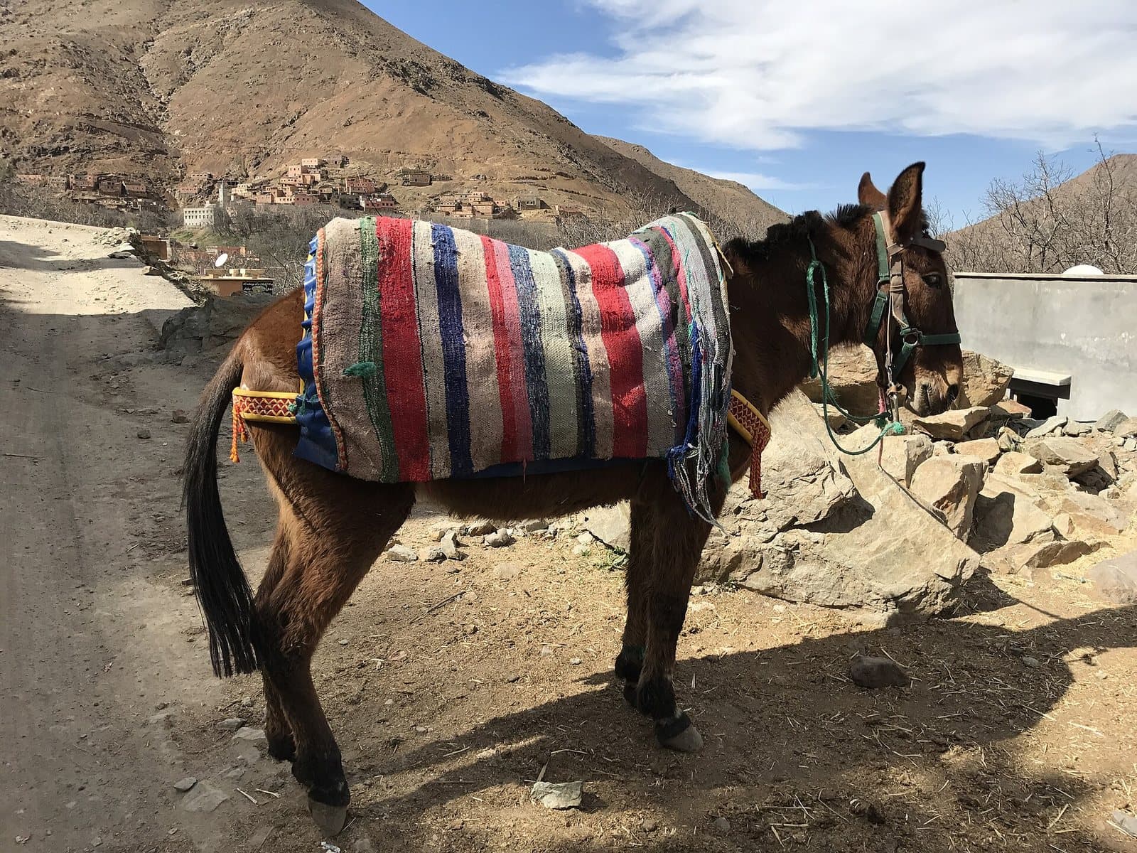 A mule with a striped woven blanket on its back standing on a rocky mountain track above Imlil.